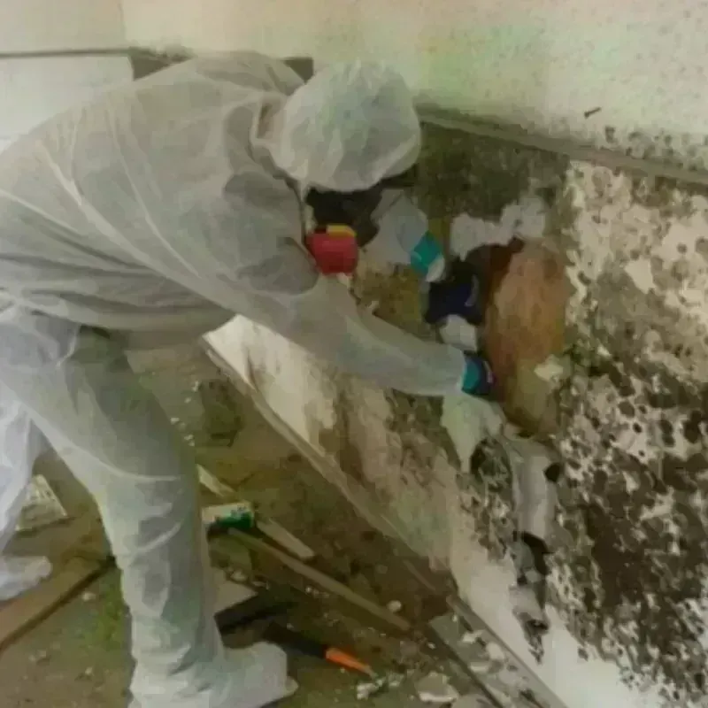 Mold Remediation and Removal in Oxford, MS